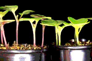 Figure 1. Fast Plants